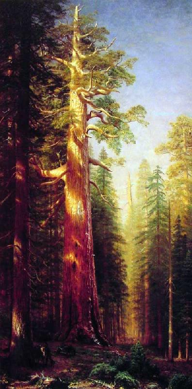  The Great Trees, Mariposa Grove, California